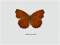 藏品(波蛺蝶)的圖片